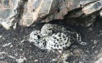 青海首次发现雪豹 幼崽取名“索索”“玛玛