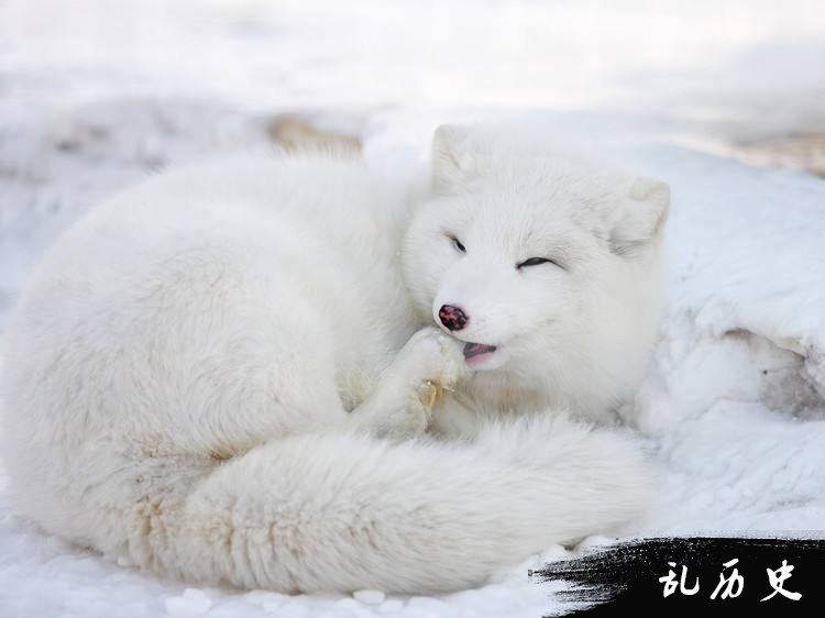 北极狐图片大全 北极狐图片欣赏