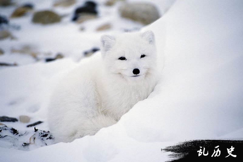 北极狐图片大全 北极狐图片欣赏