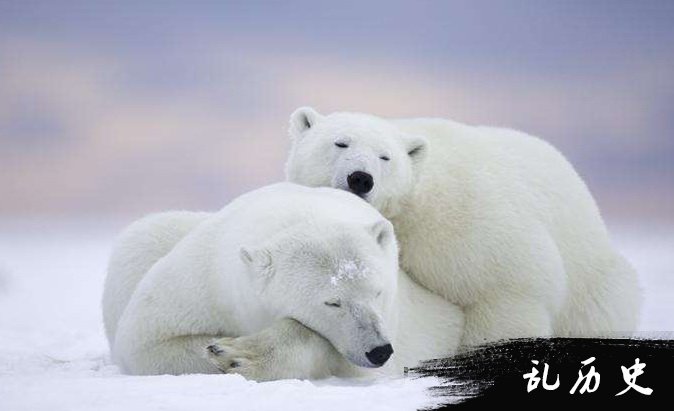 北极熊的图片 北极熊照片欣赏