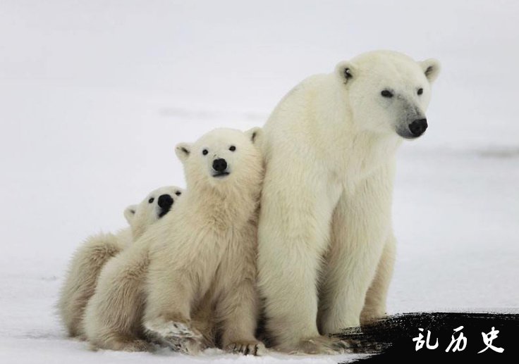 北极熊的图片 北极熊照片欣赏