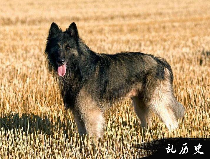 比利时牧羊犬图片大全 比利时牧羊犬照片