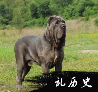 世界上十大猛犬排名