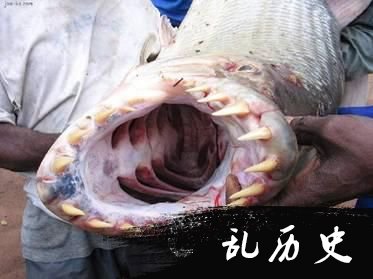 世界十大最凶猛淡水鱼是这十种