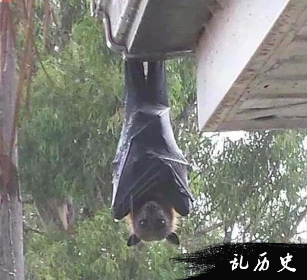 你见过这么大的巨型蝙蝠吗?形似吸血鬼