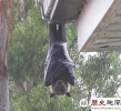 你见过这么大的巨型蝙蝠吗?形似吸血鬼