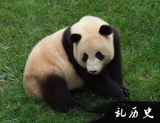 自然界变异事件:熊猫还有棕色的