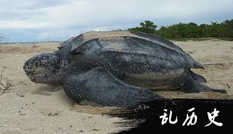 世界上最大的龟