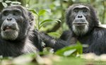 黑猩猩怪力之谜:黑猩猩真的拥用超级怪力吗