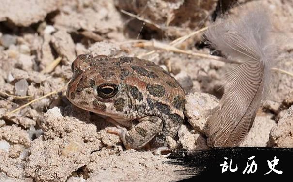 Bufo (Anaxyrus) williamsi