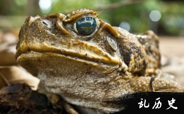 Bufo (Anaxyrus) williamsi