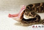 世界上最毒的蛇是什么 黑曼巴蛇只能垫底