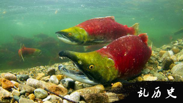 大马哈鱼图片大全 大马哈鱼资料介绍