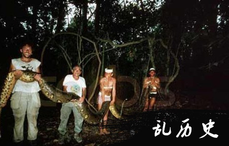印尼捕获世界最大的蛇