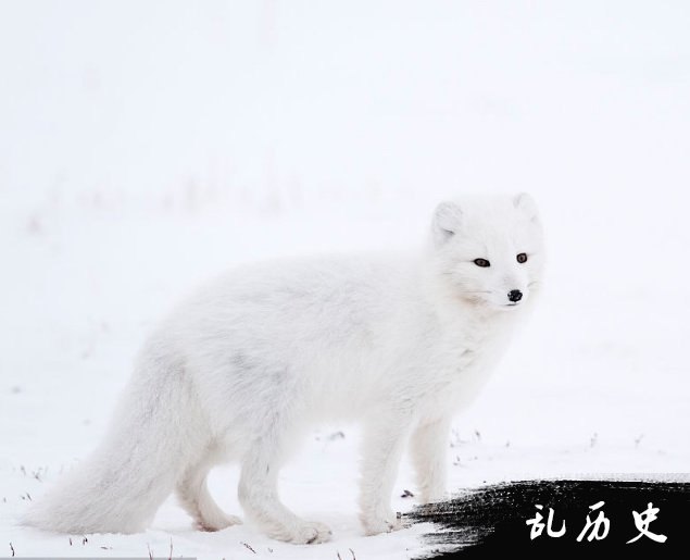 蓝狐图片大全 蓝狐高清壁纸图