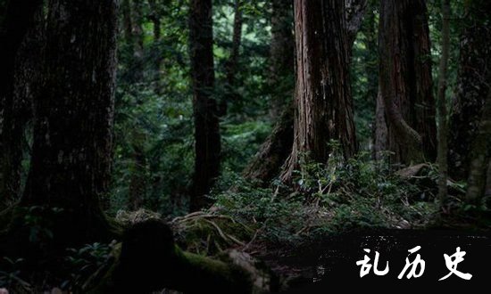 最恐怖的森林迷宫:青木原森林