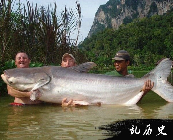 湄公河巨型鲶鱼