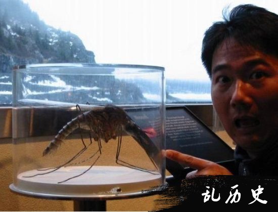 世界上最大蚊子在中国捕获