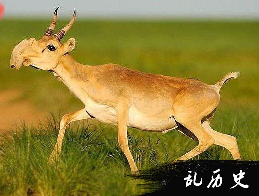 世界上最稀有的物种:椰子蟹如何爬行