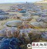 海滩遭遇水母入侵图片