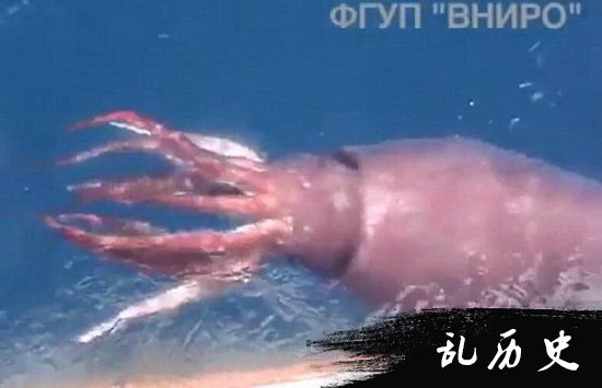 俄罗斯海怪出现:巨型鱿鱼袭击渔船