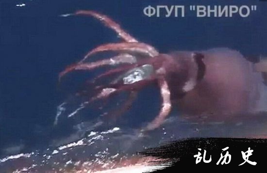俄罗斯海怪出现:巨型鱿鱼袭击渔船