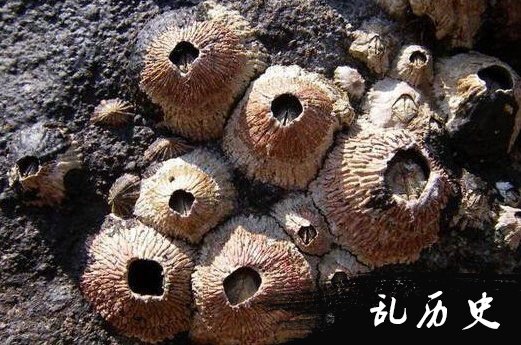 13种雌雄同体动物：生物进化里的奇葩