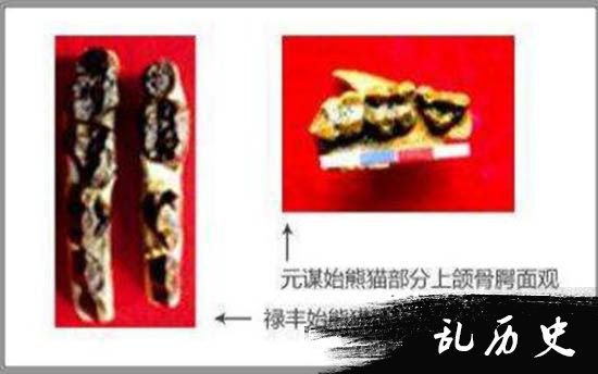 欧洲发现千万年前熊猫化石 大熊猫祖籍到底在哪？