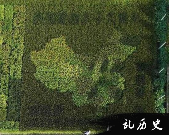 老人用彩色水稻种出中国地图 自己家已成小型水稻博物馆