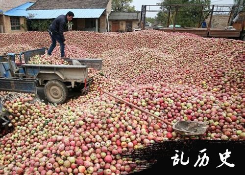 秦冠苹果丰收