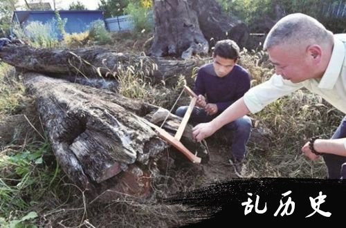 图为：专家检验木头横截面。