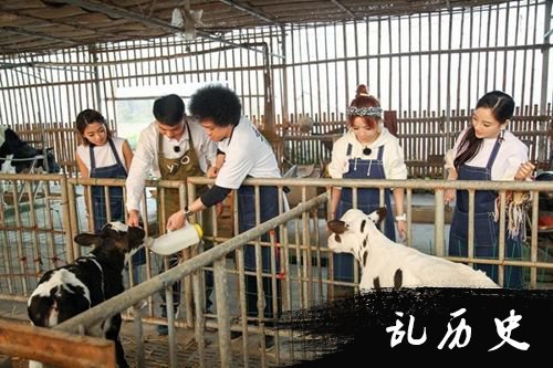 李小璐挤牛奶技术一流 《青春旅社》超级无敌挤奶师上线