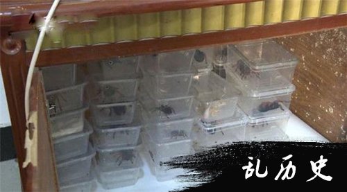 用塑料盒装的蜘蛛