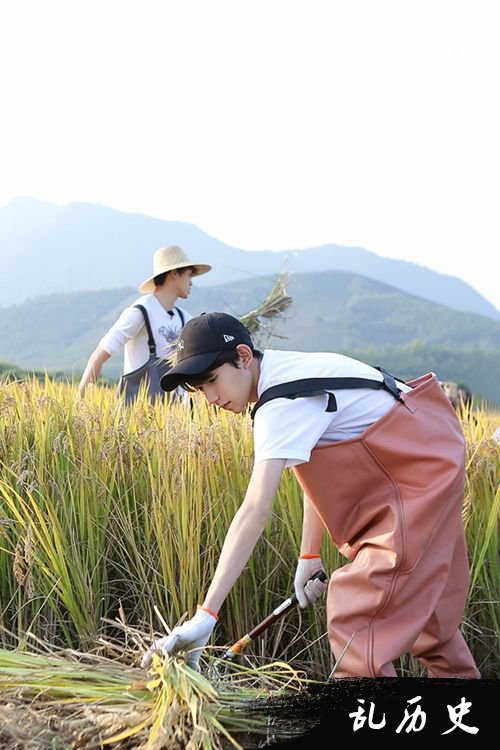 《青春旅社》王源变生产标兵 快速割稻堪比收割机