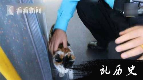 小猫每天追恩人司机车 残疾猫感动万千网友