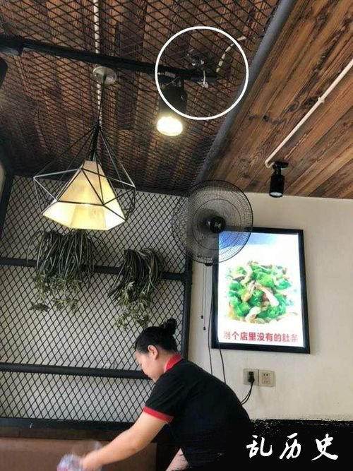 天花板发现死老鼠