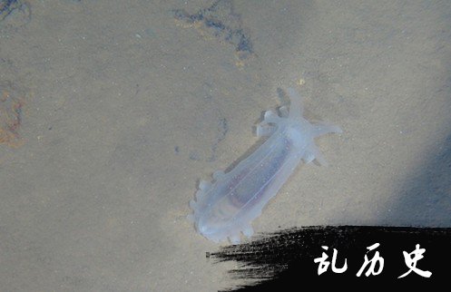 蛟龙号海底所拍生物高清照片公布(组图)